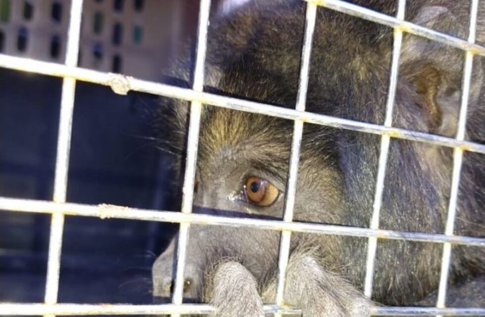 Detuvieron a cuatro personas por tener a un mono en cautiverio