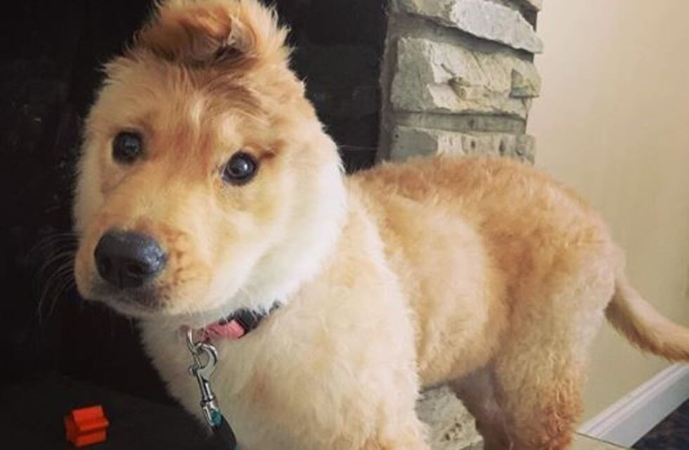 Una cachorra golden retriever 'unicornio' se hizo viral en las redes sociales