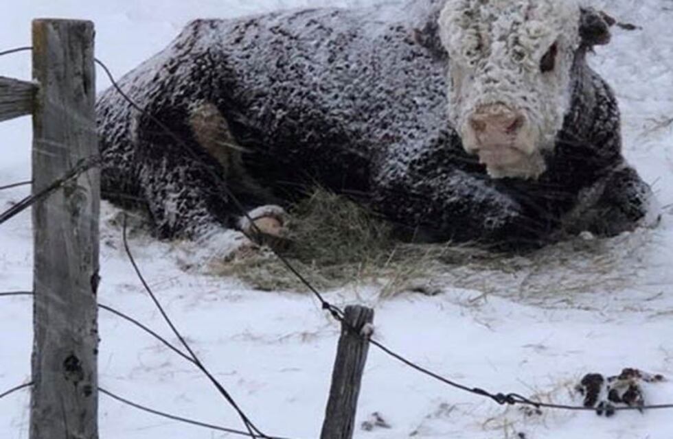 Tras el temporal de nieve y frío evalúan las perdidas en el ganado de regiones afectadas