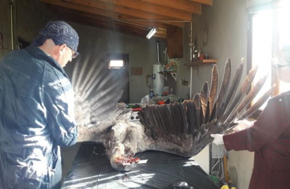 Encontraron un cóndor atropellado en la Ruta Provincial N°11