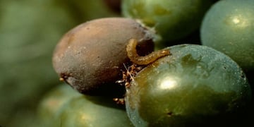 Polilla de la vid: alerta para el control del primer vuelo de la plaga