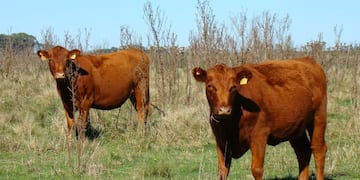 Vaquillonas (Imagen ilustrativa)