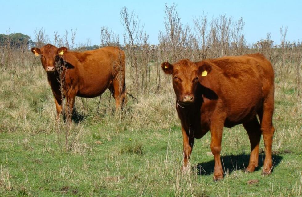 En medio de una tormenta, una centella mató 21 vaquillonas cerca de Winifreda