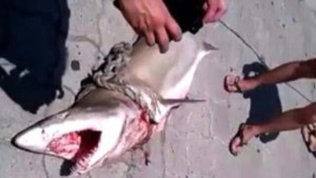 Tiburu00f3n Mar del Plata