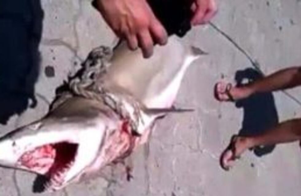 Apareció un tiburón muerto en la costa marplatense