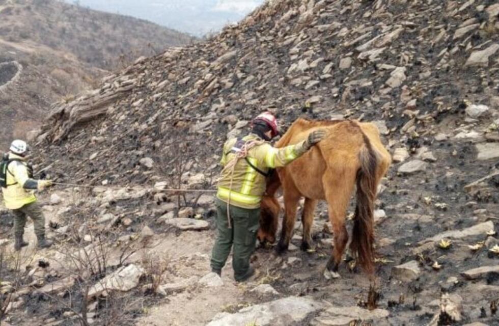 Falleció "Tony", el caballo rescatado tras el voraz incendio en el cerro Pan de Azúcar