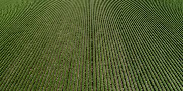 La Bolsa rosarina aumentó en un millón de toneladas la previsión de producción de soja