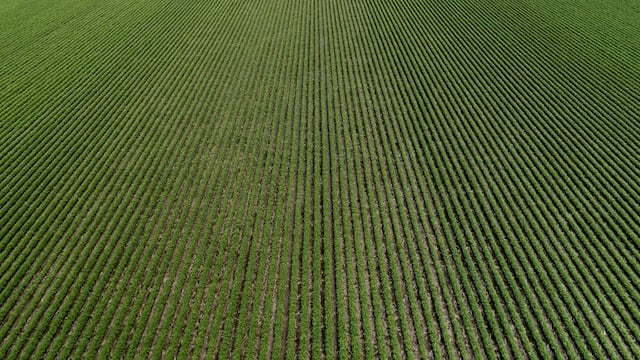 La Bolsa rosarina aumentó en un millón de toneladas la previsión de producción de soja