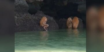 Extrañas criaturas aguas de Tailandia