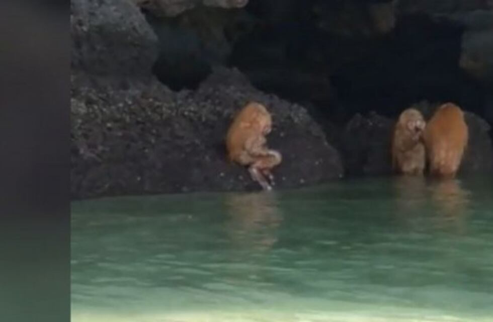 Dos extrañas criaturas sorprendieron a los turistas en una playa de Tailandia