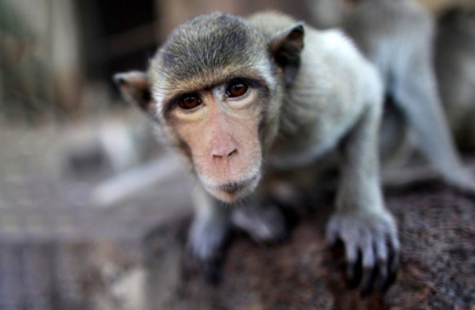 El terrible video donde obligan a un mono a levantar pesas para entretener turistas
