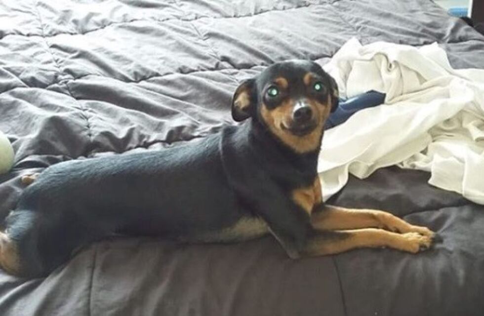 El final más feliz: pagó 30.000 pesos de recompensa y su perrita volvió a casa