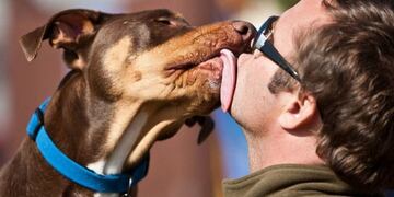 Alarma mundial por un virus que transmiten los perros y podría causar una pandemia mundial