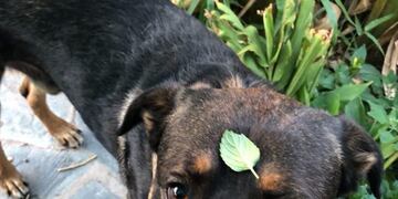 Paqui perro torturado