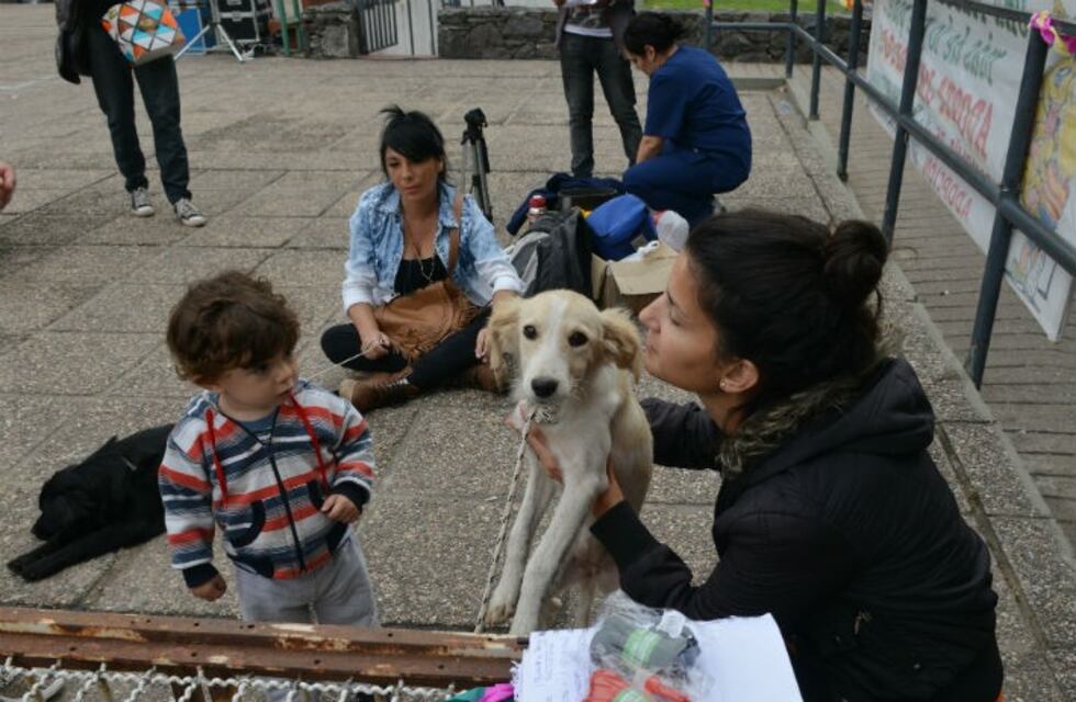Navidad petfriendly: la Muni invita a adoptar mascotas
