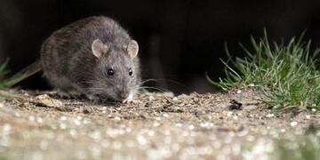 El domingo culmina el aislamiento por Hantavirus