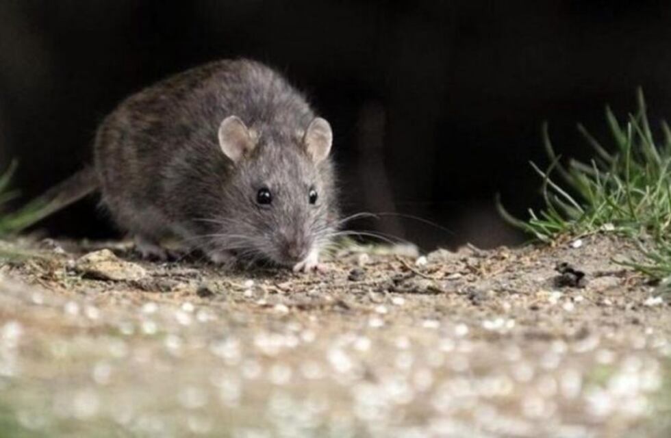 Falso mensaje sobre Hantavirus en Ushuaia
