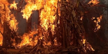 A los productores bananeros formoseños les paso de todo en el 2020