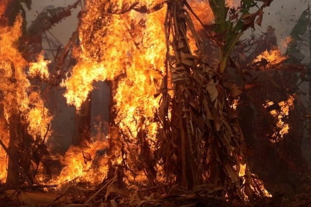 A los productores bananeros formoseños les paso de todo en el 2020