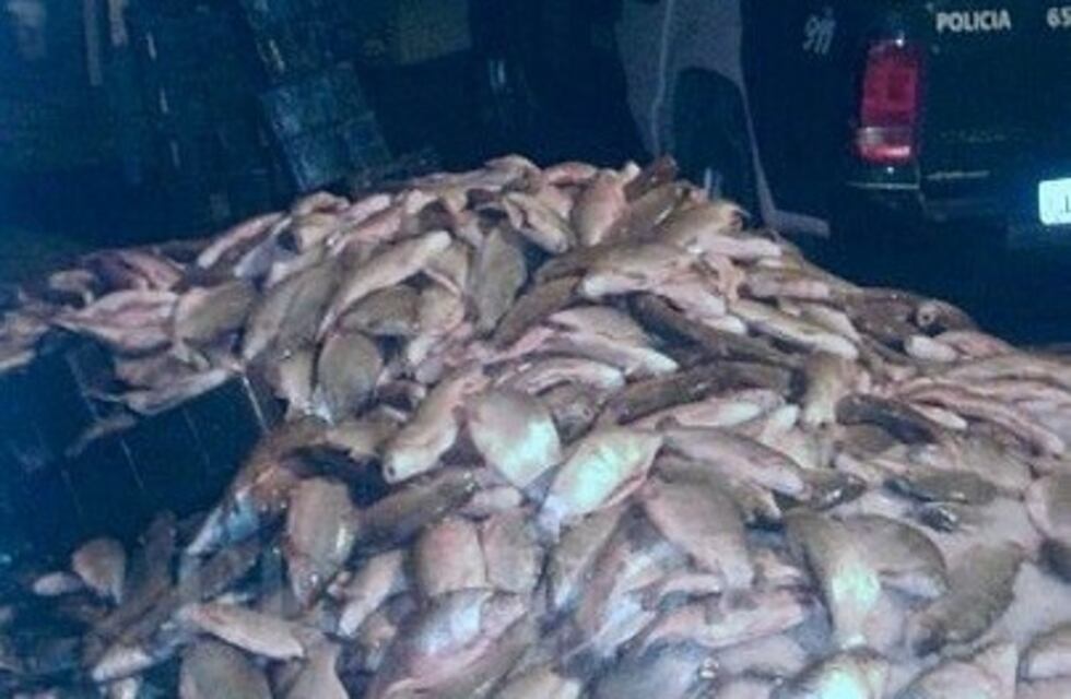 Decomisaron 2500 sábalos y 40 nutrias transportados de manera irregular