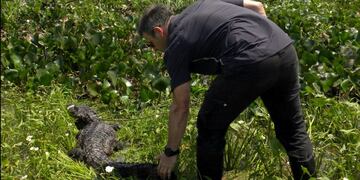 El reptil estaba a más de 350 kilómetros de la región donde generalmente se encuentra esa especie\u002E (Prensa Gobierno de Santa Fe)