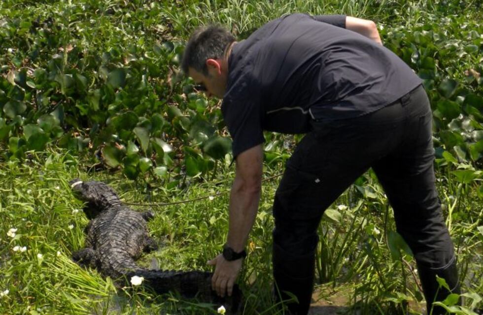 Liberaron a un yacaré que había aparecido sobre la Costanera de Santa Fe