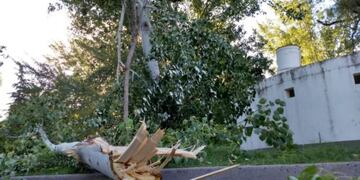 Dos ramas grandes se cayeron de un árbol en el Parque de Mayo