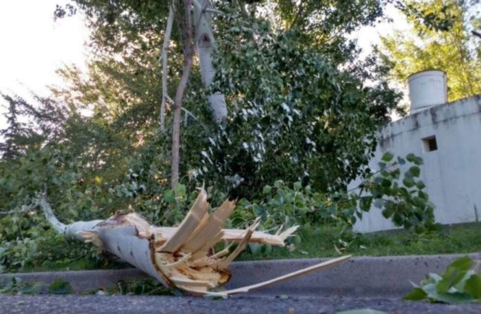 Dos ramas se cayeron en un sector del Parque de Mayo