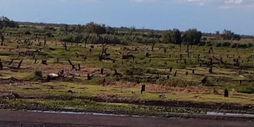 El Bañado La Estrella tiene gran parte de su superficie seca