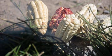 Novena Feria del Choclo Capia Pequeños Productores de El Rodeo y la Zanja (Facebook Prensa Chicoana)