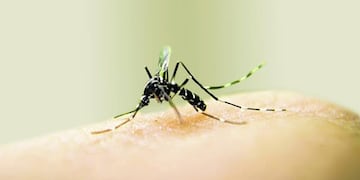 Dengue: Gualeguaychú tiene 43 casos\nCrédito: WEB