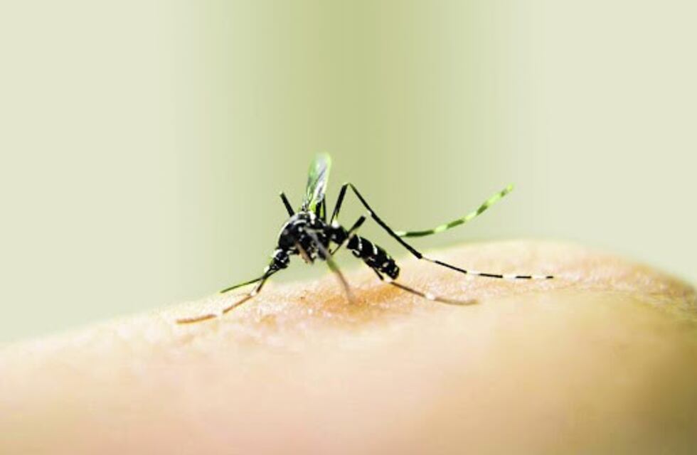 Confirman un caso de dengue en Metán