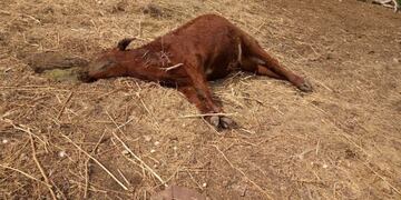 Animales mutilados, el chupacabra