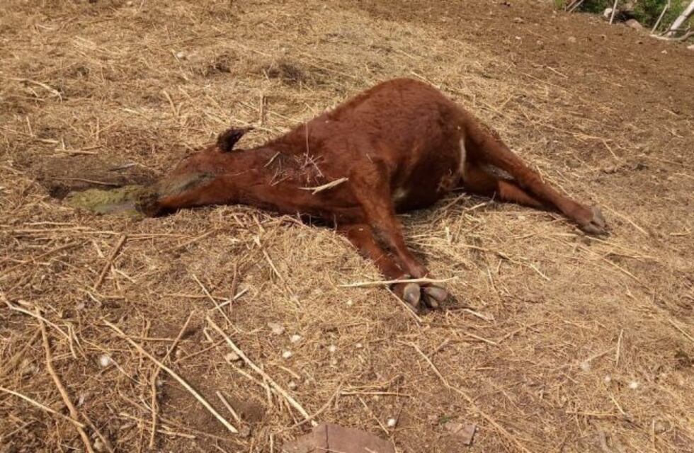 Misteriosas muertes de terneros sorprendieron a los puntanos
