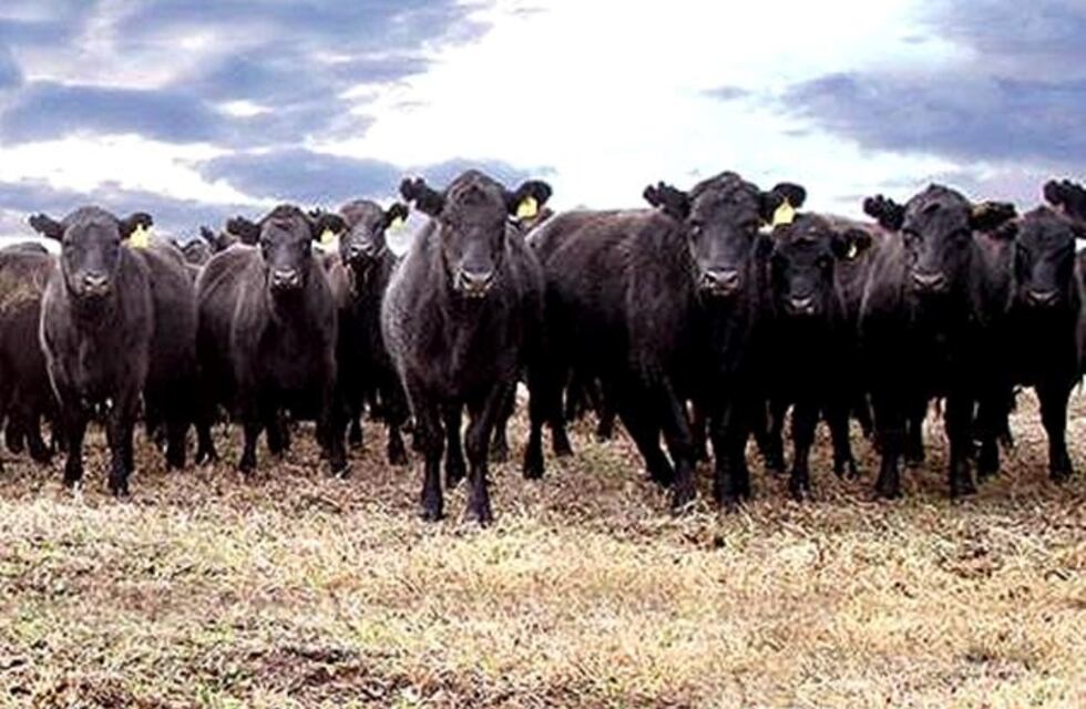 Protocolos para el intercambio de información genética en World Angus Secretariat