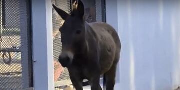 Su dueña fue hasta Seguí al 5300 para exigir que se lo devuelvan\u002E