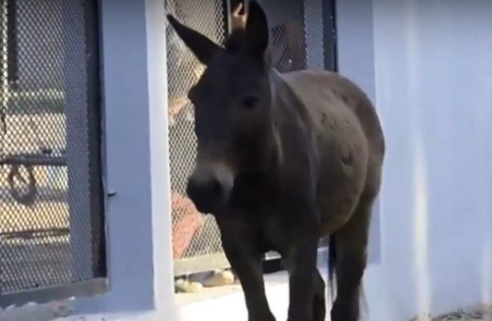 El burro Pepe quedó tras las rejas en una comisaría y su dueña exigió que lo liberen