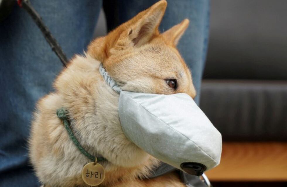 Especialistas piden que no se les ponga barbijo a las mascotas, ya que no pueden contraer el virus