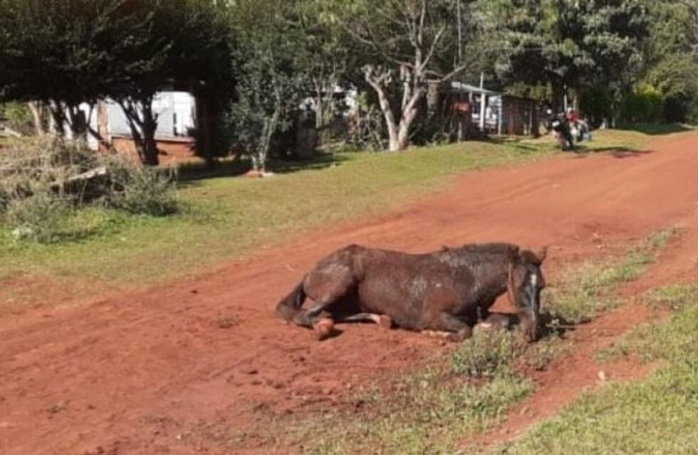 Una yegua murió luego de ser atacada por un enjambre de abejas
