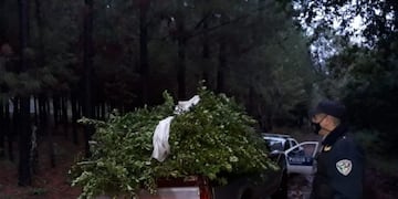 La yerba apareció en un camino vecinal de Guaraní\u002E