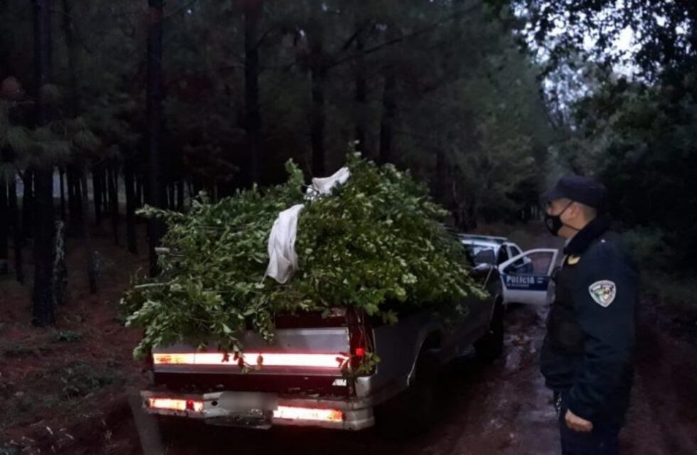 Recuperan 600 kilos de hoja de yerba robadas en Gobernador López