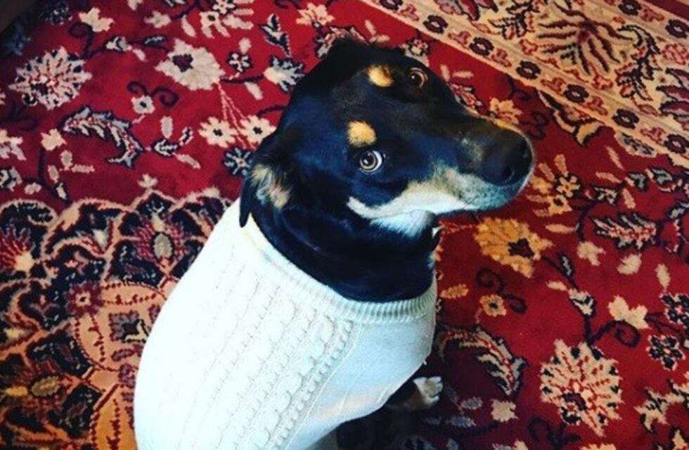 Un perro se hizo el enfermo para que sus dueños no vayan a trabajar