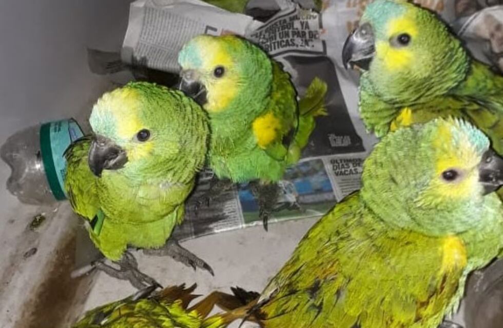 Rescataron fauna autóctona y secuestraron cueros de especies en peligro