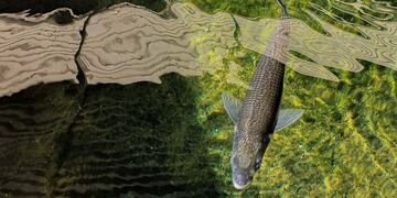 Nacieron 10\u002E000 pejerreyes en el Parque de la Biodiversidad\u002E