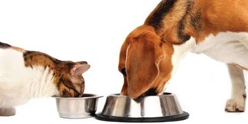 Descubrí los alimentos prohibidos para tu perro. (Foto: Ilustrativa/Web)