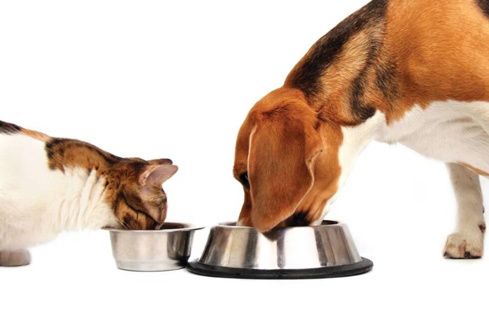 Los alimentos más tóxicos para tu mascota