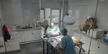 Regresa el servicio de castraciones gratuitas con turnos diarios (Municipalidad de Salta)