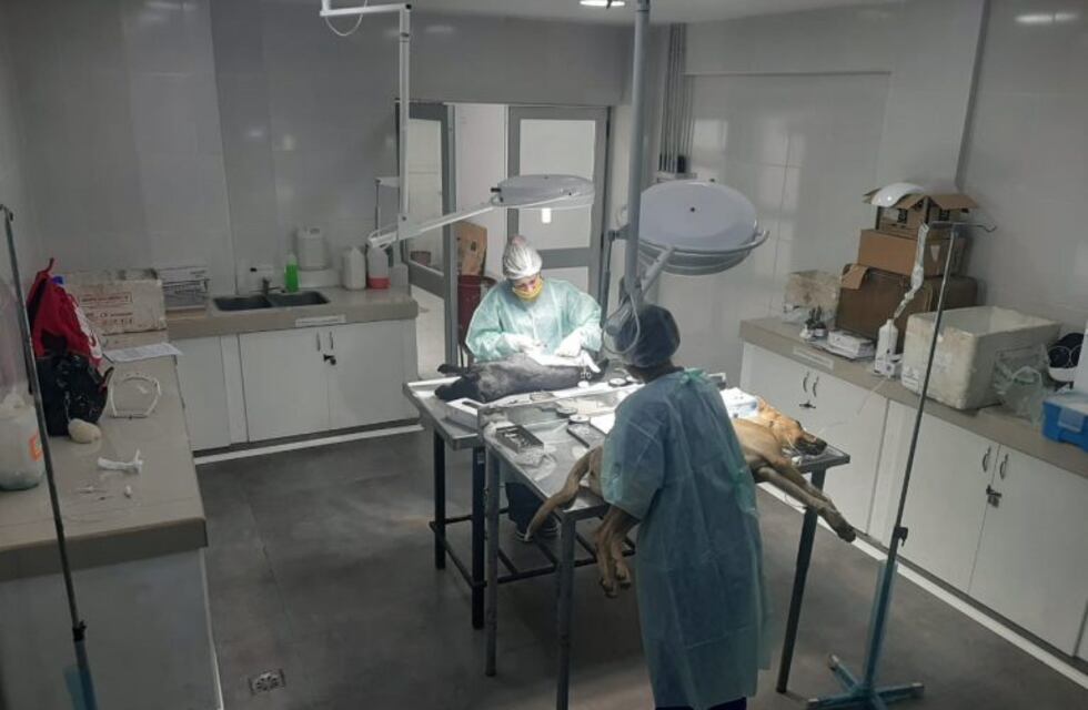 Regresa el servicio de castraciones gratuitas en Salta