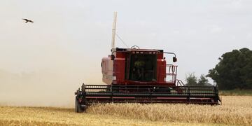 A combine harvester is used to harvest wheat in the village of General Belgrano, 160 km (100 miles) west of Buenos Aires, December 18, 2012\u002E Argentina, one of the main exporters of wheat cereal and a key supplier to neighboring Brazil, has lowered its estimates of exportable wheat surplus from six million tonnes to two, after flooding of important farm areas reduced the production\u002E REUTERS/Enrique Marcarian (ARGENTINA - Tags: AGRICULTURE BUSINESS) buenos aires General Belgrano campos campo cosecha de trigo redujeron reduccion de la produccion principales exportadores de cereales del trigo