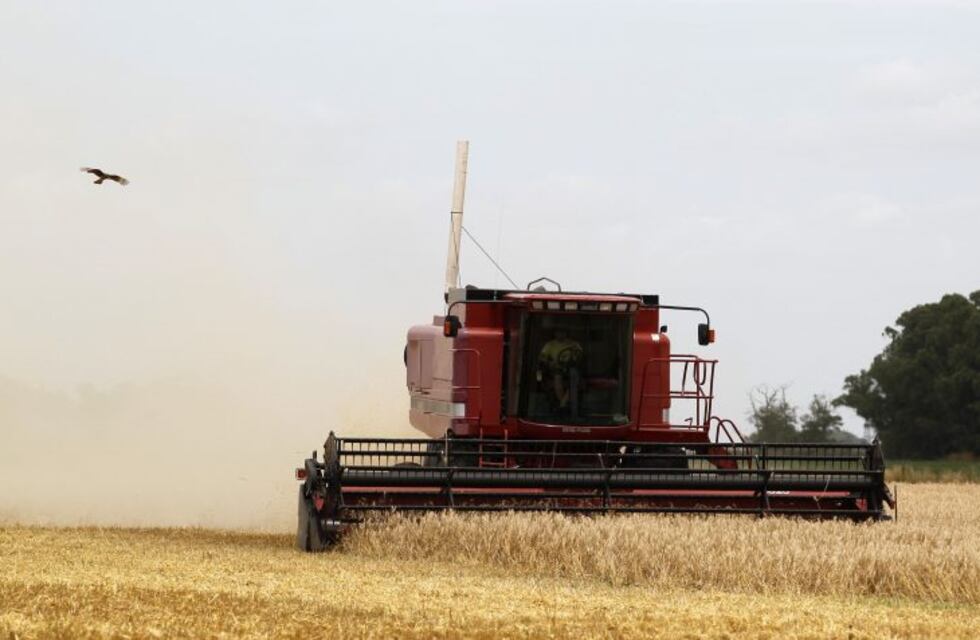 La producción de trigo en Corrientes superaría los seis millones de kilos durante 2018